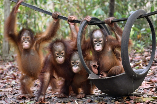 This handout picture taken and released by the Borneo Orangutan Survival Foundation (BOSF) on October 26, 2015 shows baby orangutans, which had previously suffered from respiratory problems, playing at a nursery in the rehabilitation centre operated by the BOSF on the outskirts of Palangkaraya in Central Kalimantan. ( AFP PHOTO / BORNEO ORANGUTAN SURVIVAL FOUNDATION (BOSF) / INDRAYANA)